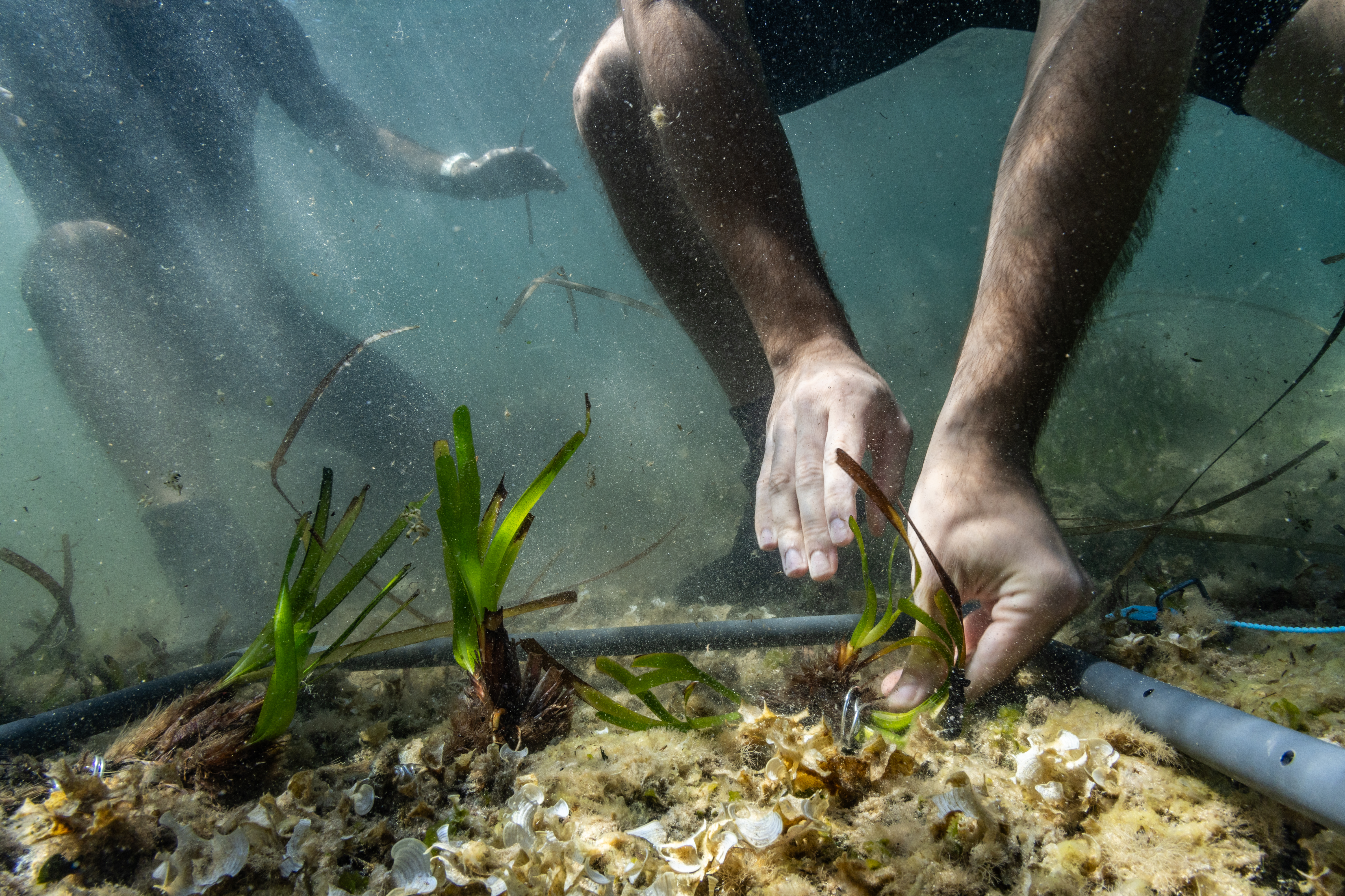 Nuestra experiencia en la plantación de Posidonia 